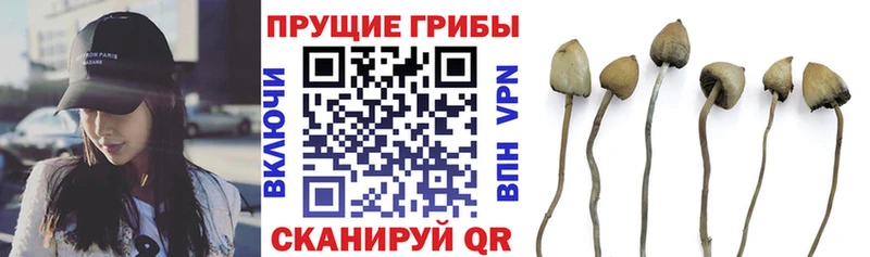 Купить  Николаевск  Псилоцибиновые грибы Psilocybe 